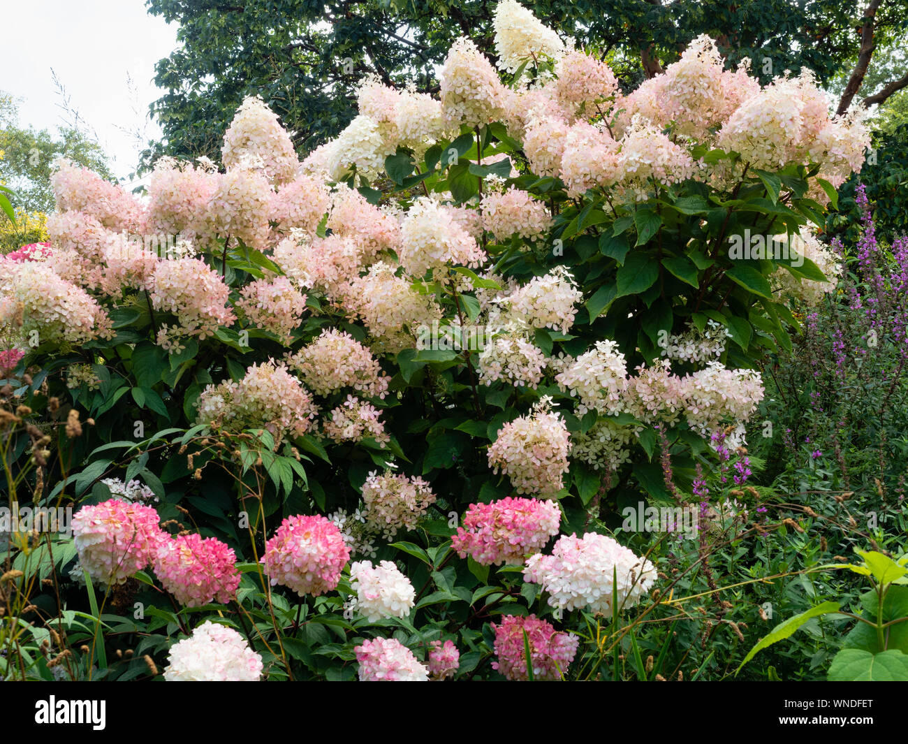 Rosa Gefarbten Weissen Bluten Der Spatsommer Bis Herbst Bluhenden