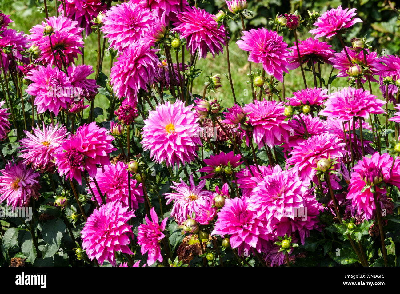Dahlien Blumen Gartengrenze, Dahlia 'Betelgeuse' Dahlien für Ausschnitt Spätsommer Gartenbettdahlien Stockfoto