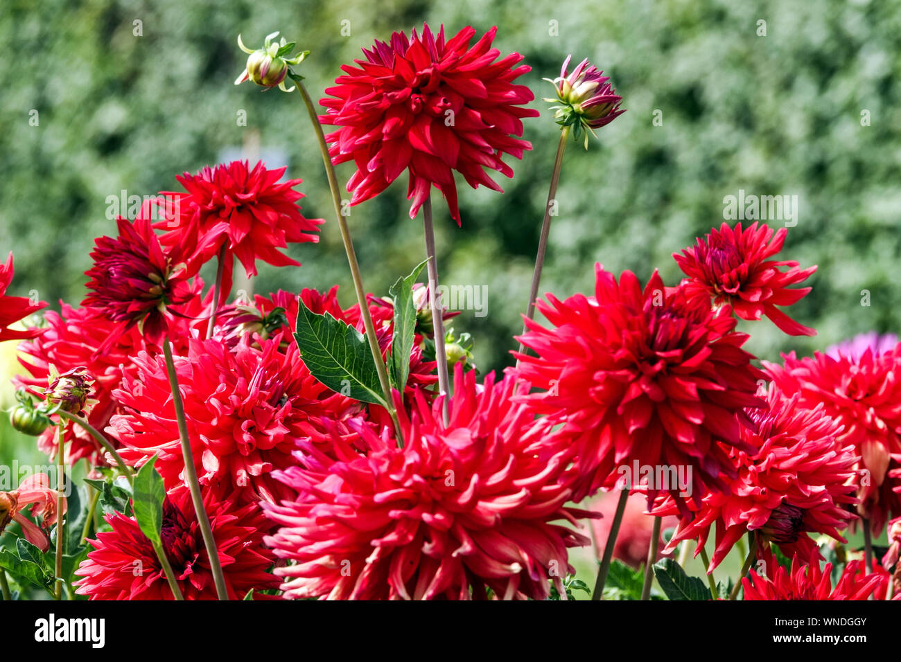Dahlien Blumen Garten Grenze, Rote Dahlien 'Ivona' Stockfoto