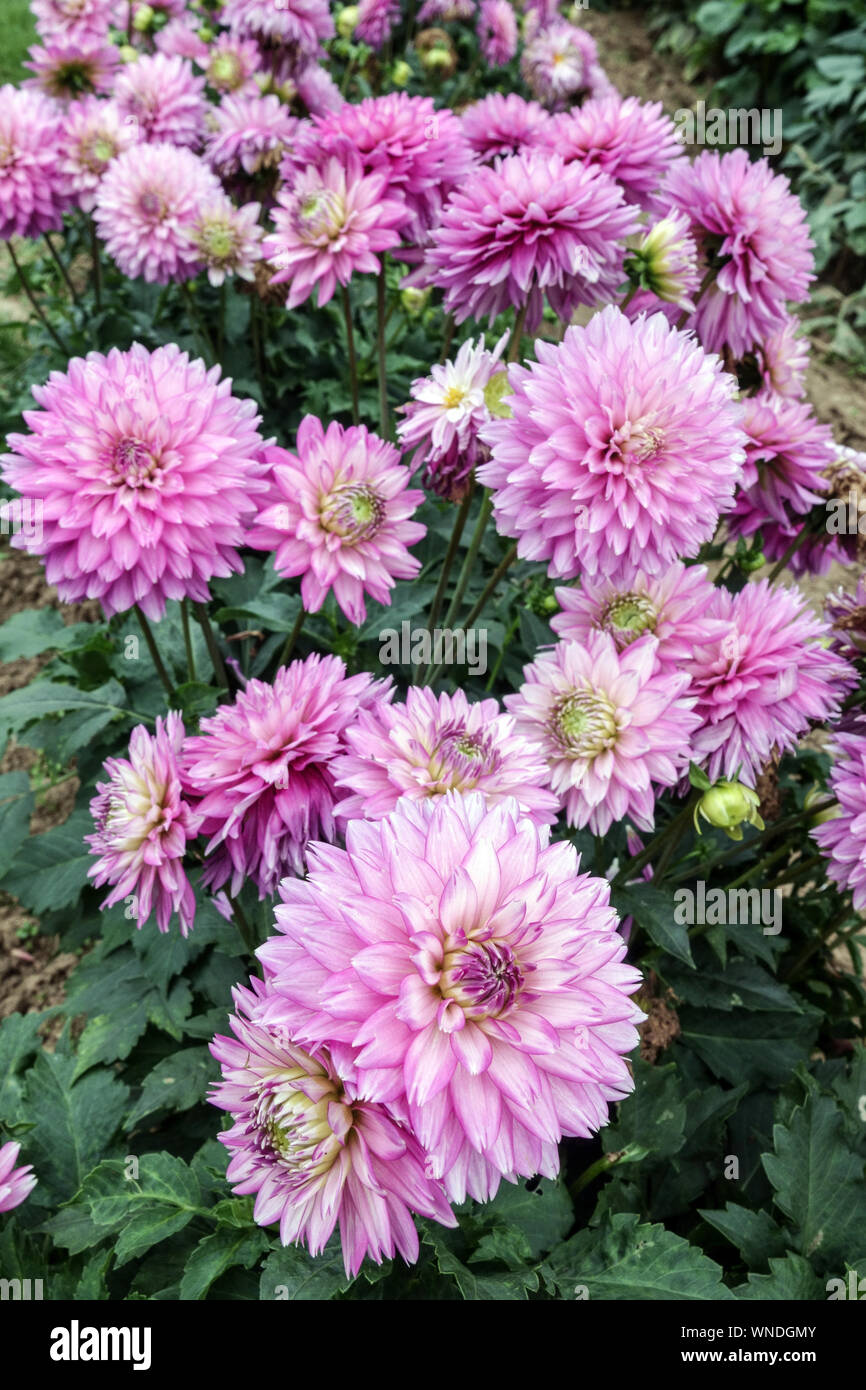 Dahlia Blumen Garten Grenze, Dahlie 'Merope' Stockfoto