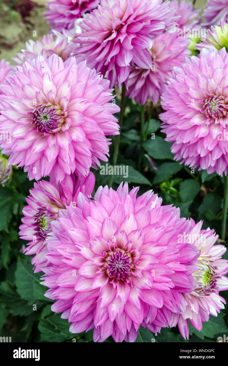 Dahlia Blumen Garten Grenze, Dahlie 'Merope' Stockfoto