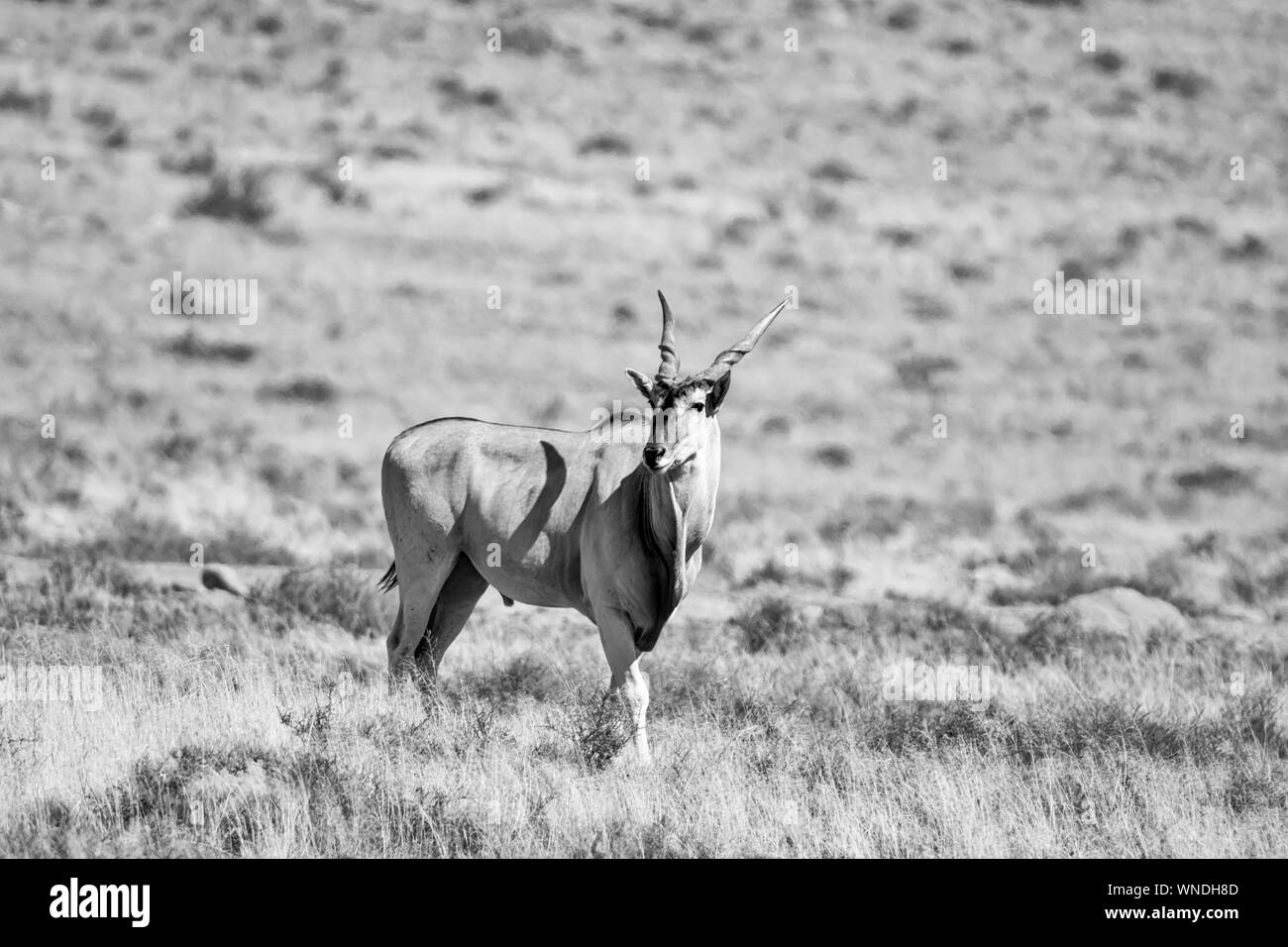 Eland Antilope im südlichen afrikanischen Savanne Stockfoto