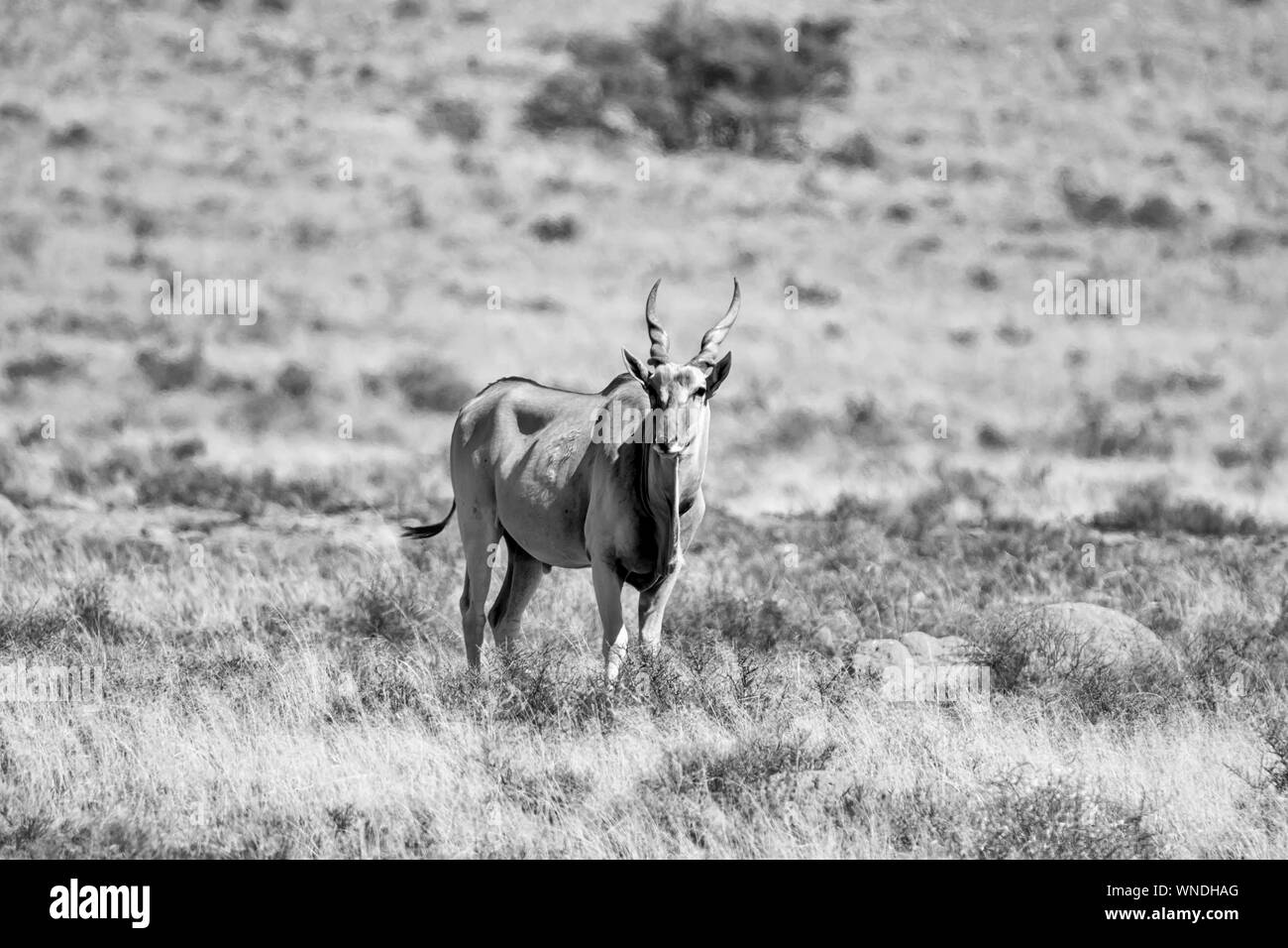 Eland Antilope im südlichen afrikanischen Savanne Stockfoto