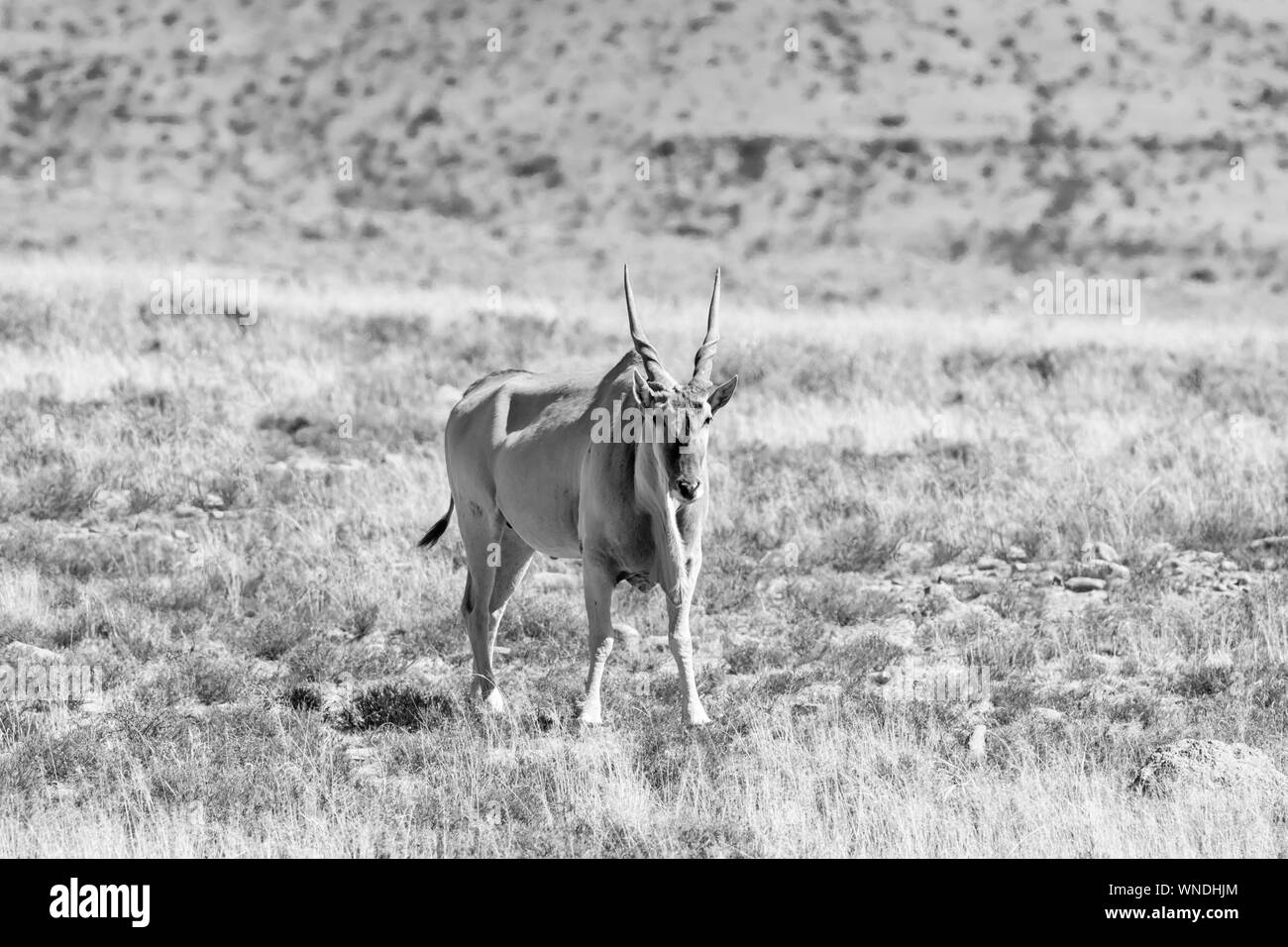 Eland Antilope im südlichen afrikanischen Savanne Stockfoto