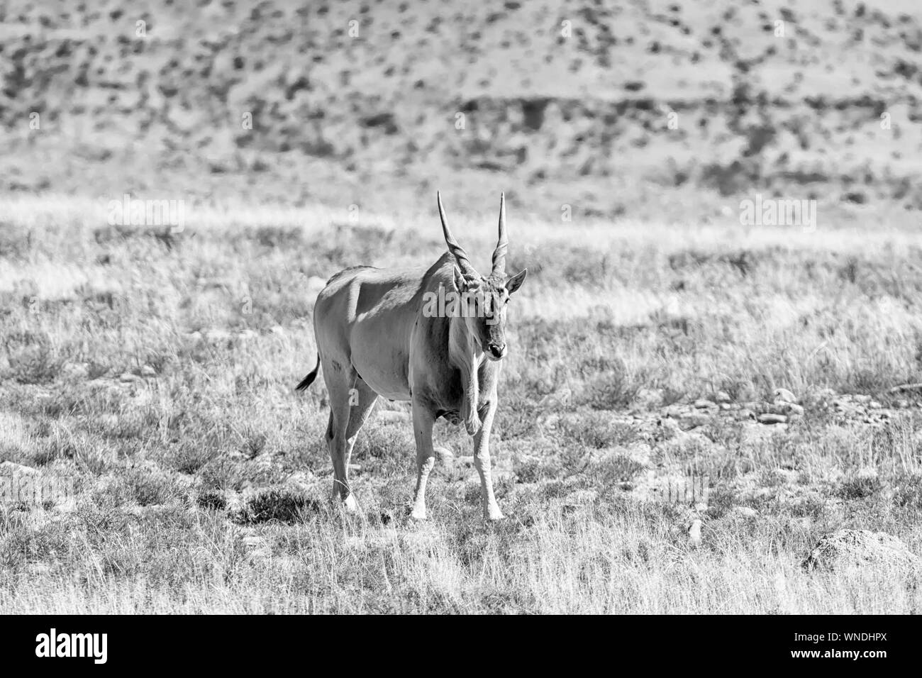 Eland Antilope im südlichen afrikanischen Savanne Stockfoto