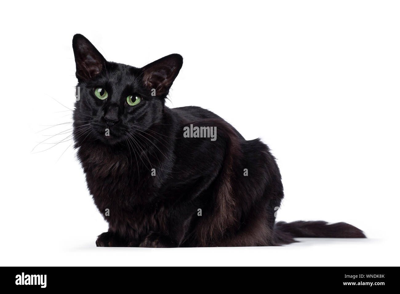 Hübsche junge Erwachsene schwarz Balinesischen/Orientalisch Langhaar Katze, zur Festlegung der Art und Weise. Auf Kamera mit faszinierenden grünen Augen. Stockfoto