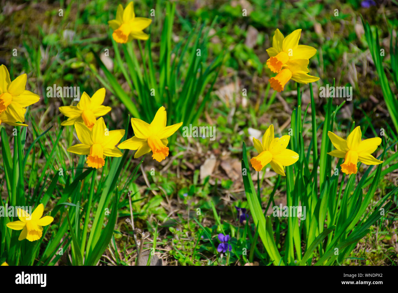 Narzissen Blumen wild wachsen - kleines Juwel Stockfoto