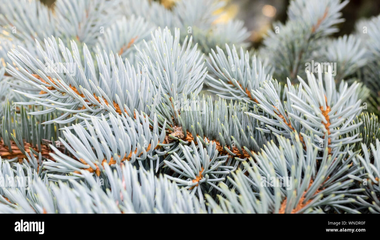 Blaue Branchen Fichte im Winter. Die Blue Spruce Tree (Picea pungens). Weihnachten und Neujahr Dekoration. Selektiver Fokus Stockfoto