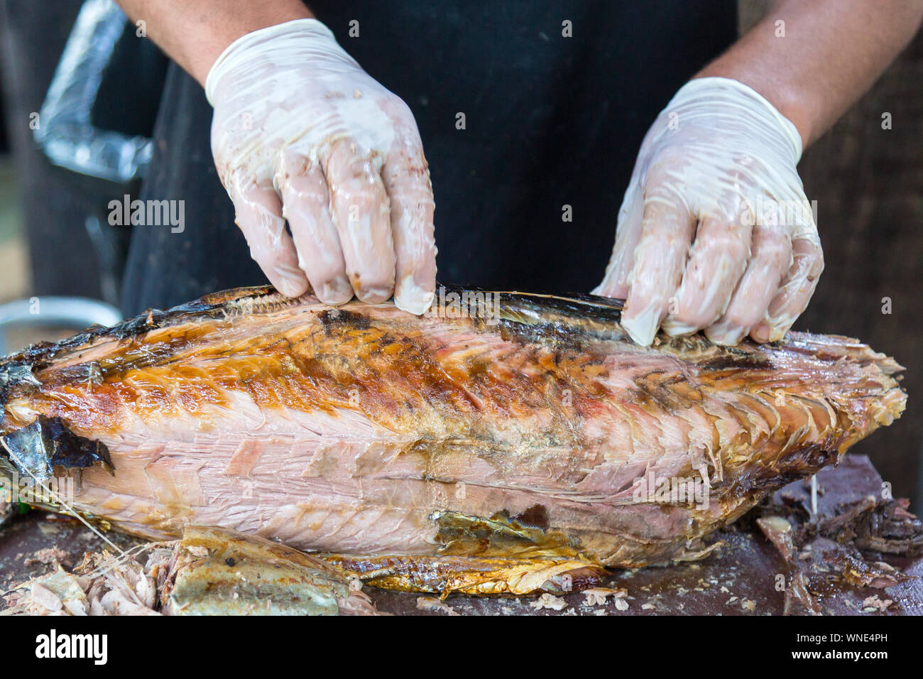 Männliche Hände in Handschuhe brechen Sie Stücke von einer großen gebratenen Fisch. Stockfoto