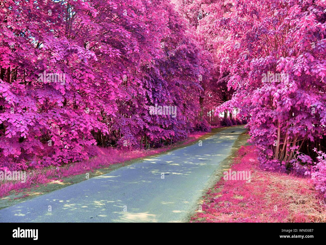 Schöne rosa und lila Infrarot Aufnahmen von Land Landschaften in Europa Stockfoto