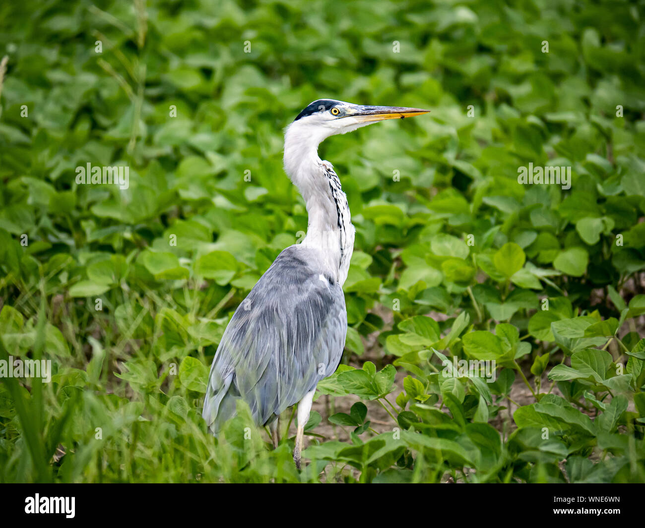 Eine östliche Graureiher Ardea cinerea jouyi, steht in einem Unbepflanzten brachliegenden Reisfeldern in der Saga Präfektur, Japan. Stockfoto