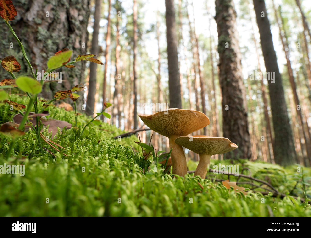 Pilze wachsen in den Wald an einem sonnigen Tag. Stockfoto