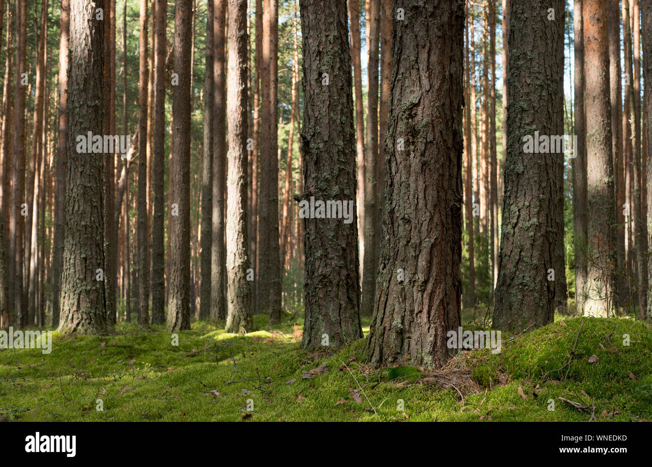 Kiefernwald in der sonnigen Sommertag. Boden bedeckt mit Moos. Stockfoto