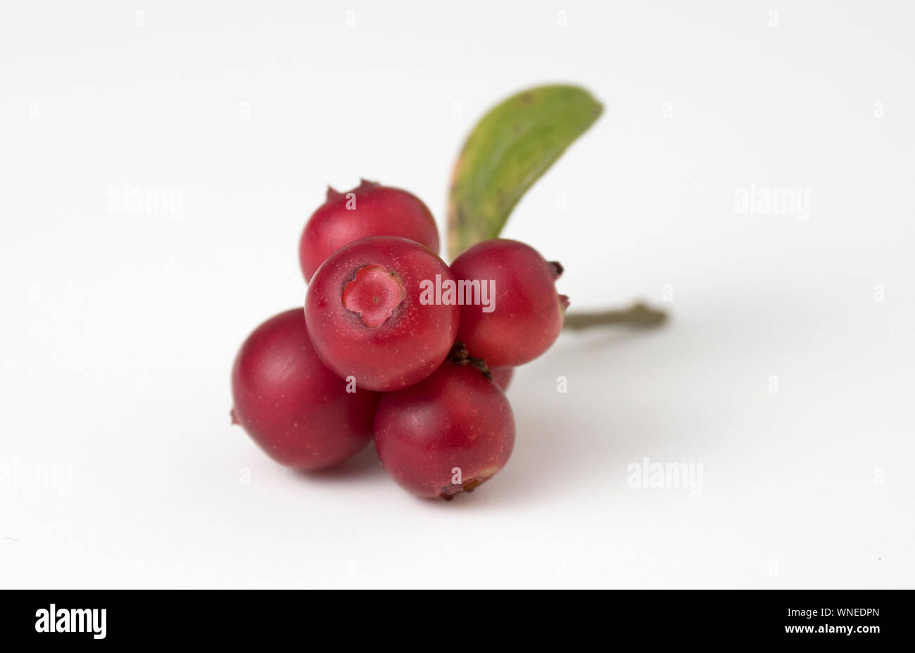 Rote reife Preiselbeeren mit Blättern auf Weiß. Nähe zu sehen. Stockfoto