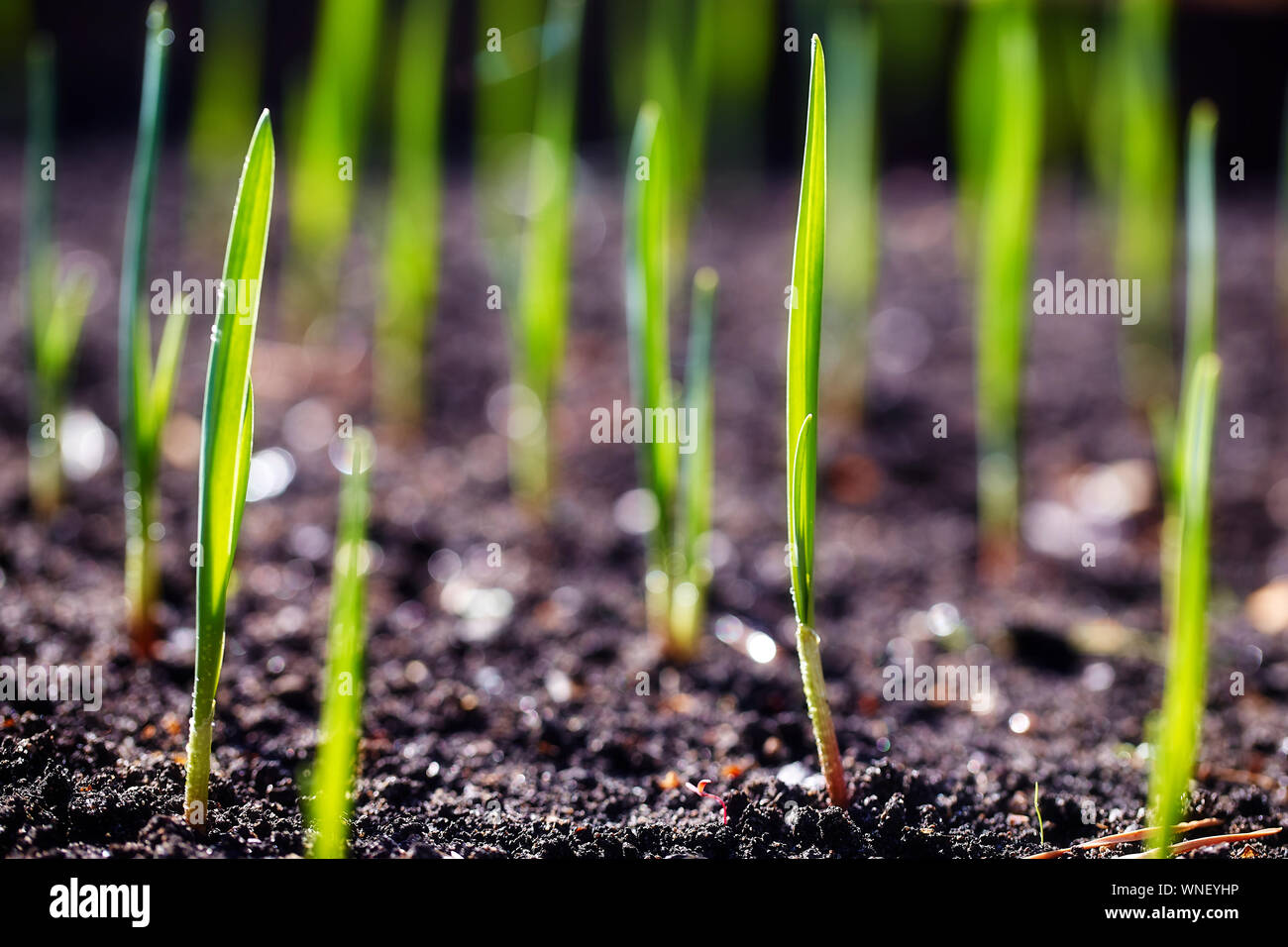 Junge Frühling Triebe von Grün auf der Plantage Stockfoto