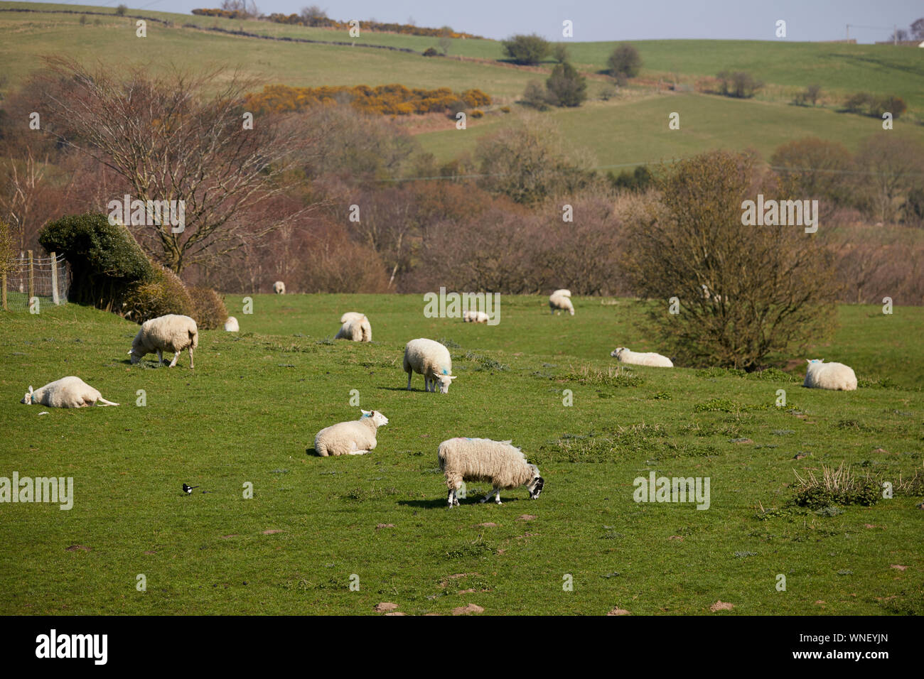 Tameside boarder Werneth geringe Aussicht Stockfoto