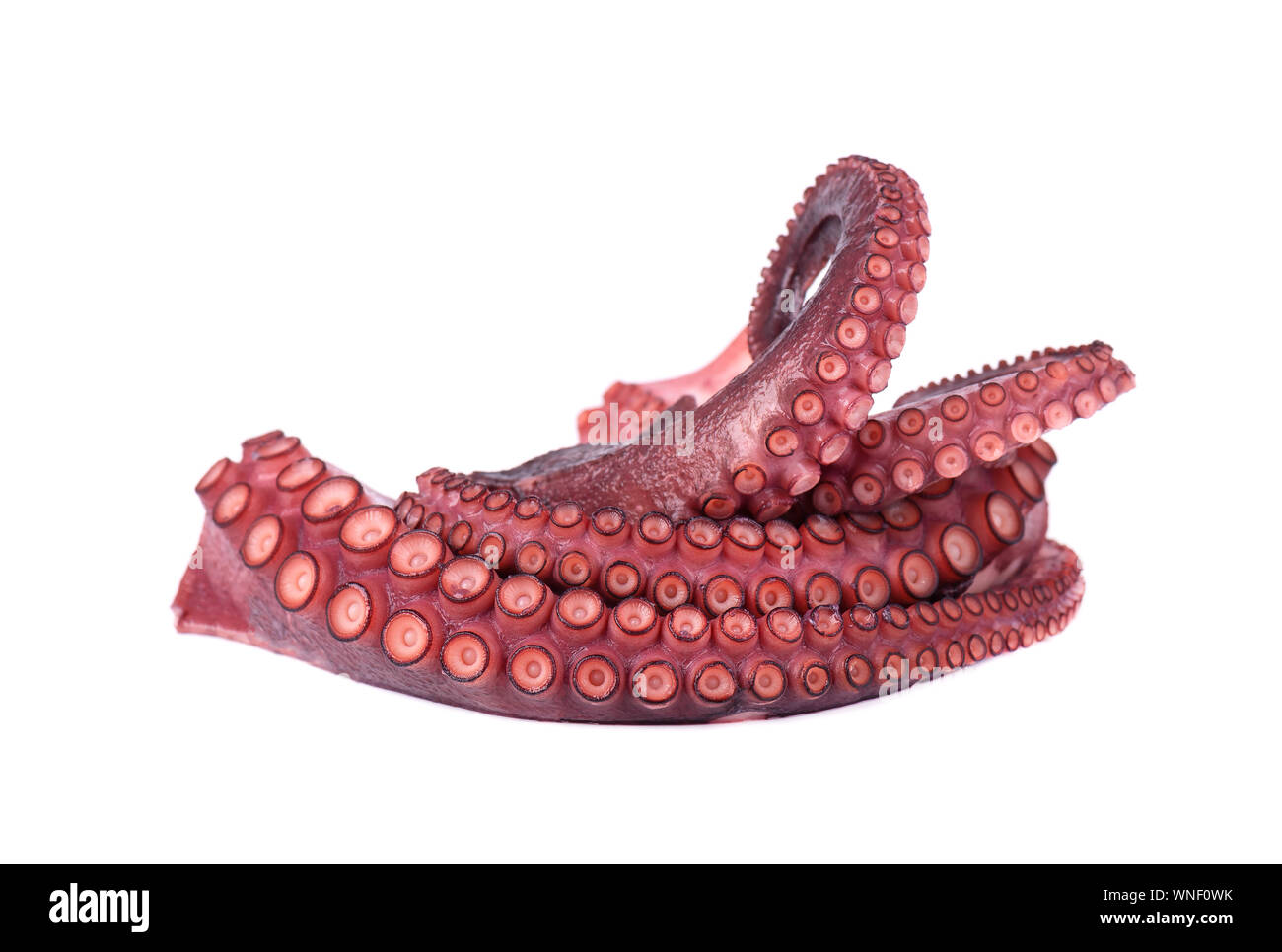Frische Octopus auf weißem Hintergrund. Frische octopus Tentakeln isoliert Stockfoto