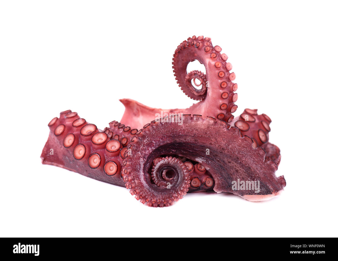 Frische Octopus auf weißem Hintergrund. Frische octopus Tentakeln isoliert Stockfoto