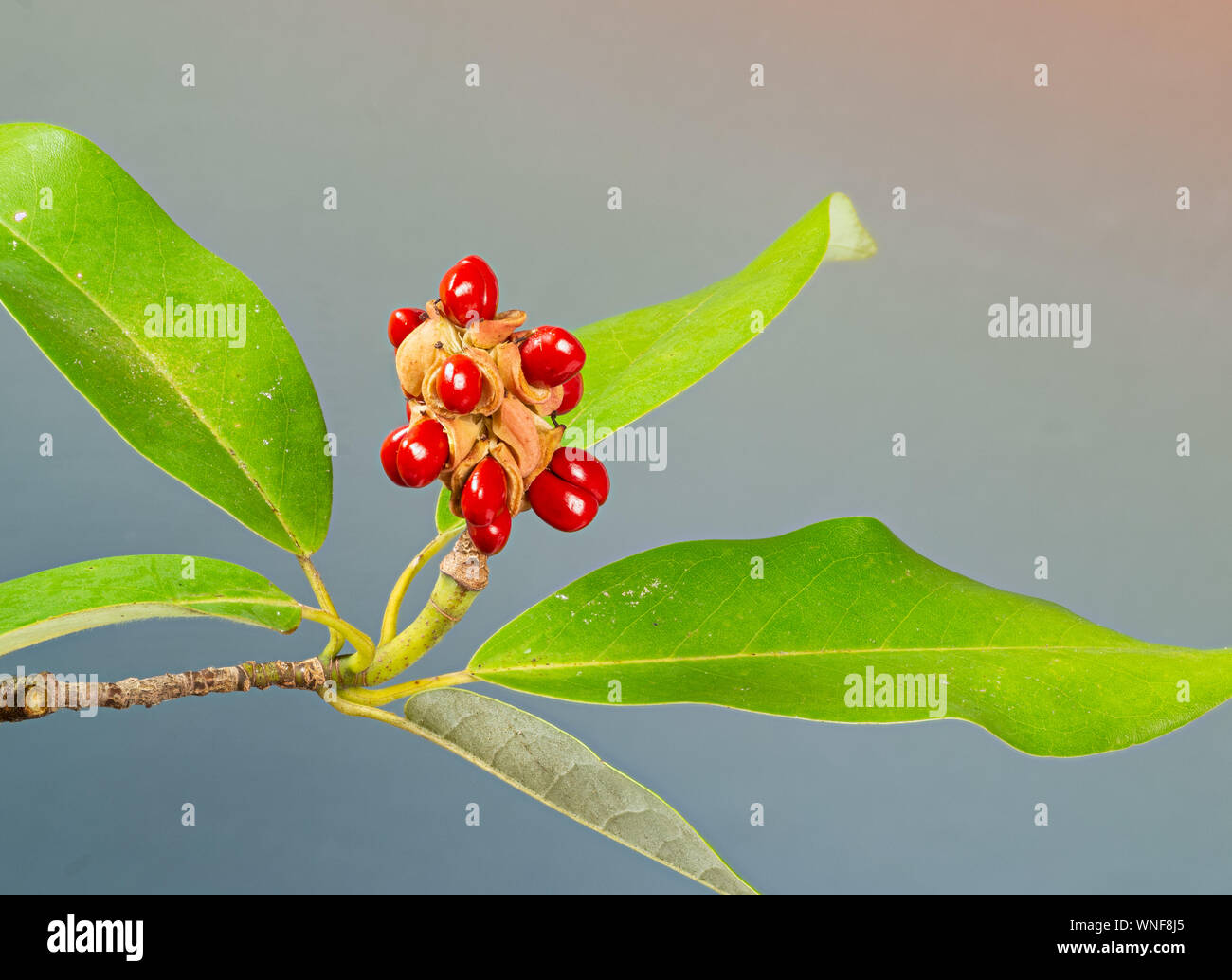 Seed pod von Süß-bay Magnolie (Magnolia virginiana), mit reifen Samen entstehen. Lieblingsessen von catbirds und andere Vögel. Stockfoto