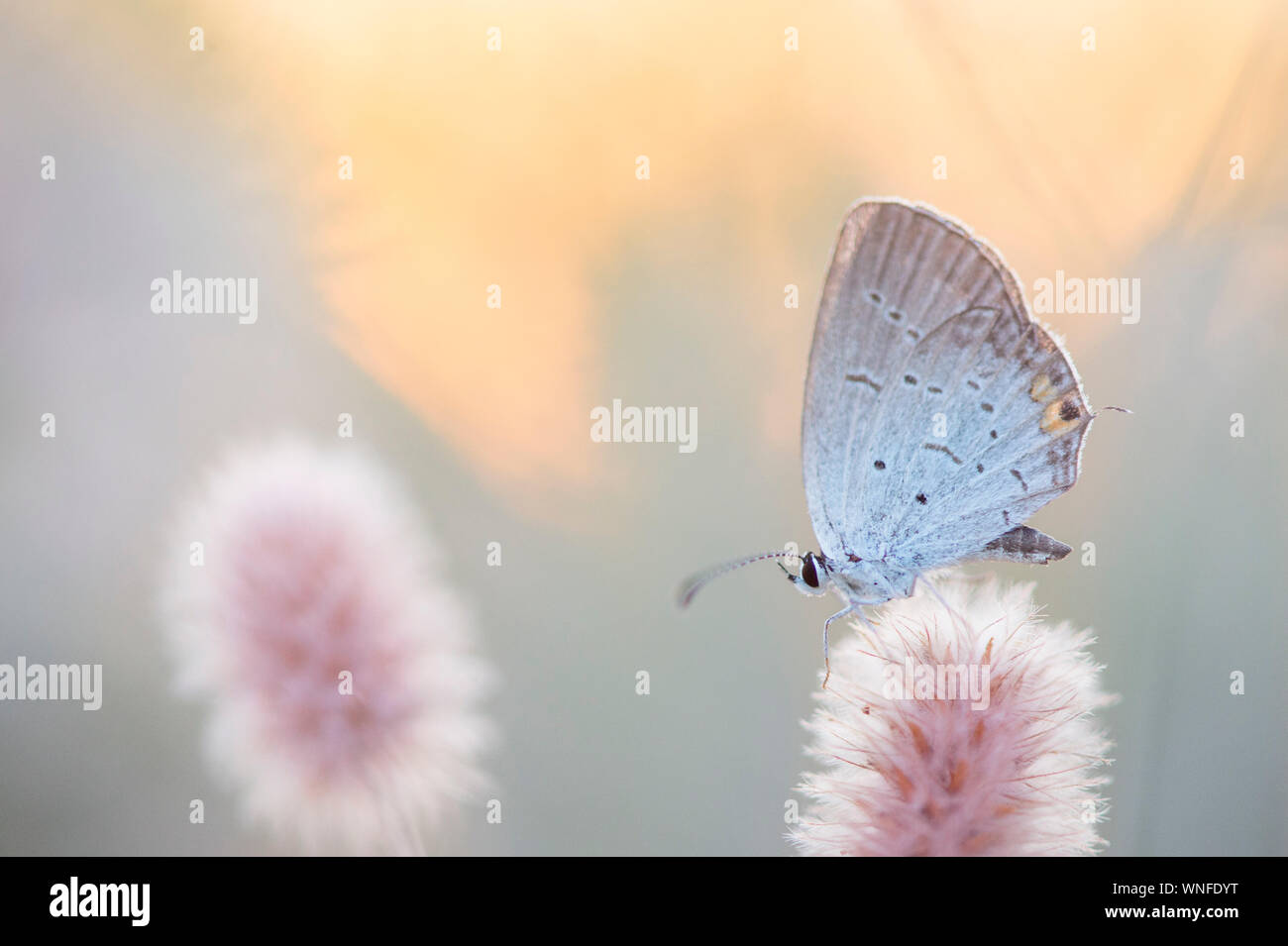 Eine süsse Östlichen Tailed-Blue Schmetterling sitzt auf einem weichen aussehende Pflanze für nur einen Moment zu, wie die Abendsonne legt. Stockfoto