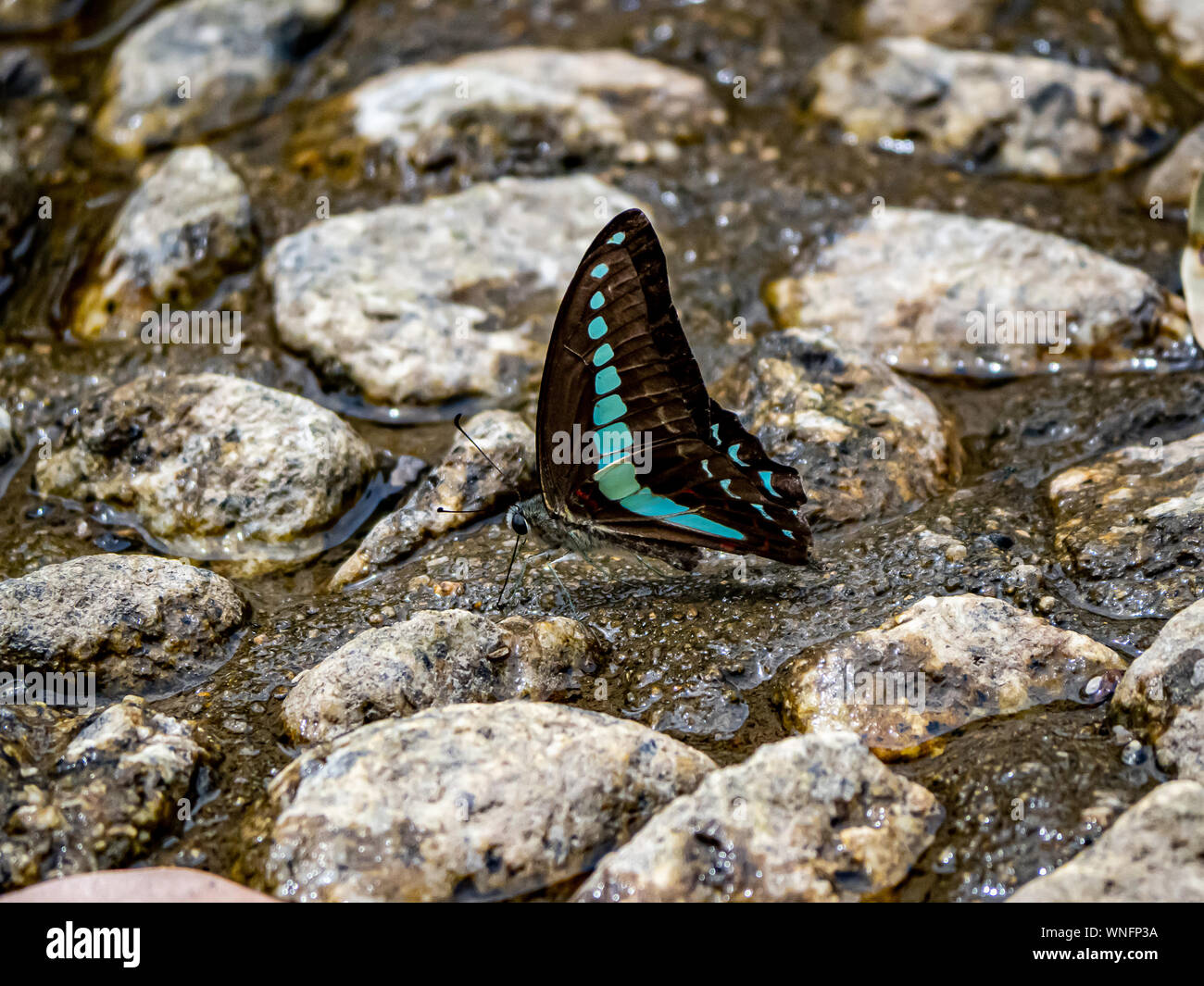 Eine gemeinsame bluebottle, Graphium sarpedon, Getränke Wasser aus dem Bett von einem seichten Fluss in einem Park in Sasebo, Japan. Stockfoto