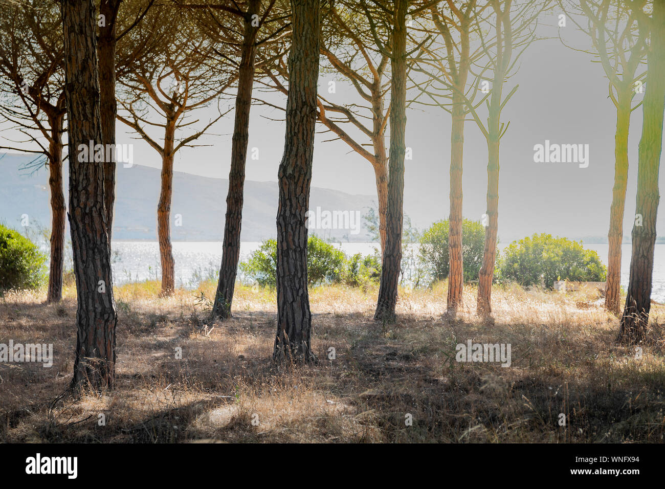 Pinien und Meer am Nachmittag mit goldenem Licht und starker Flare, Parco della Laguna di Orbetello, Patanella, Toskana, Italien. Anfang Herbst. Stockfoto