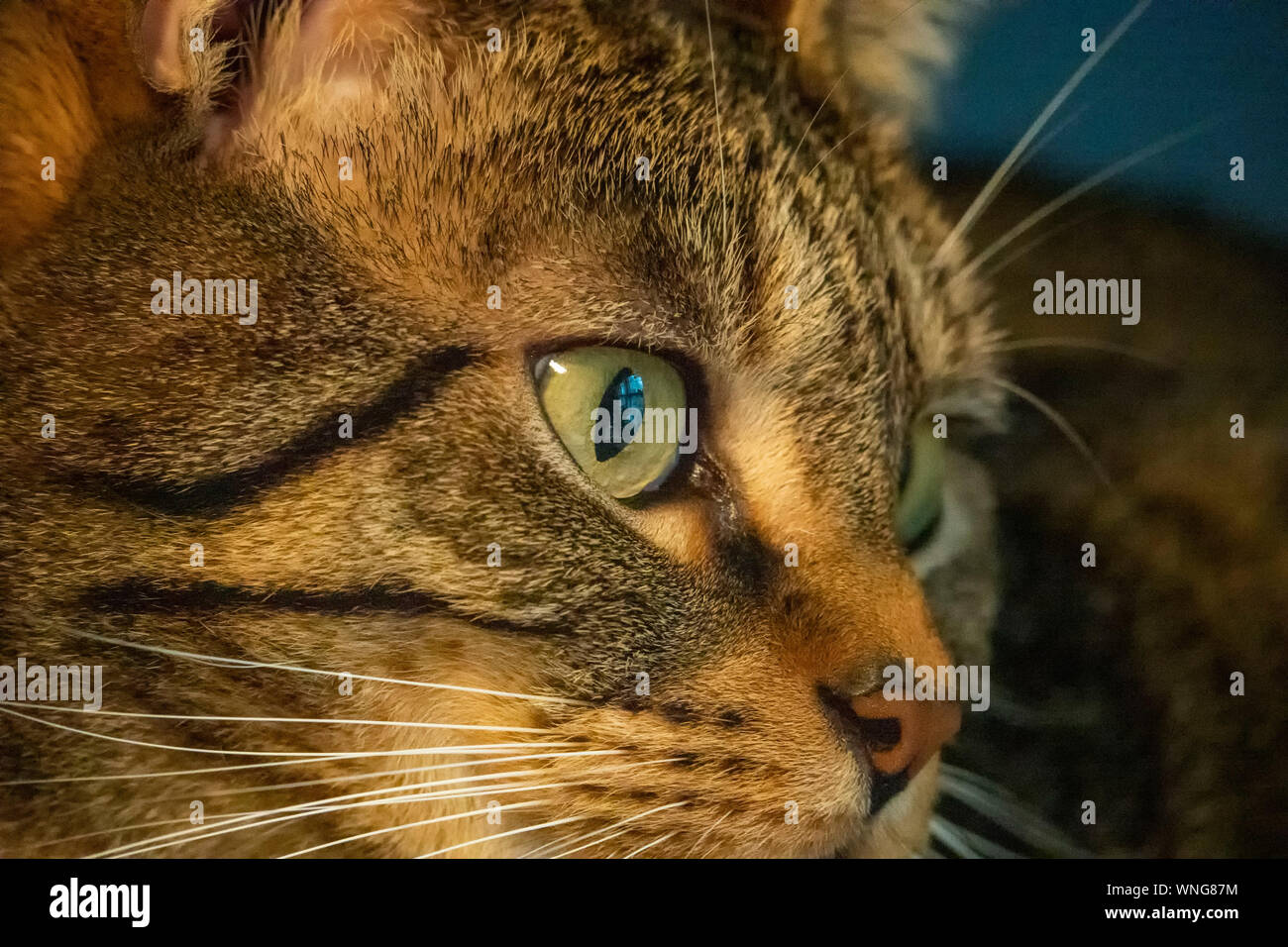 Gelbe Auge Stockfoto