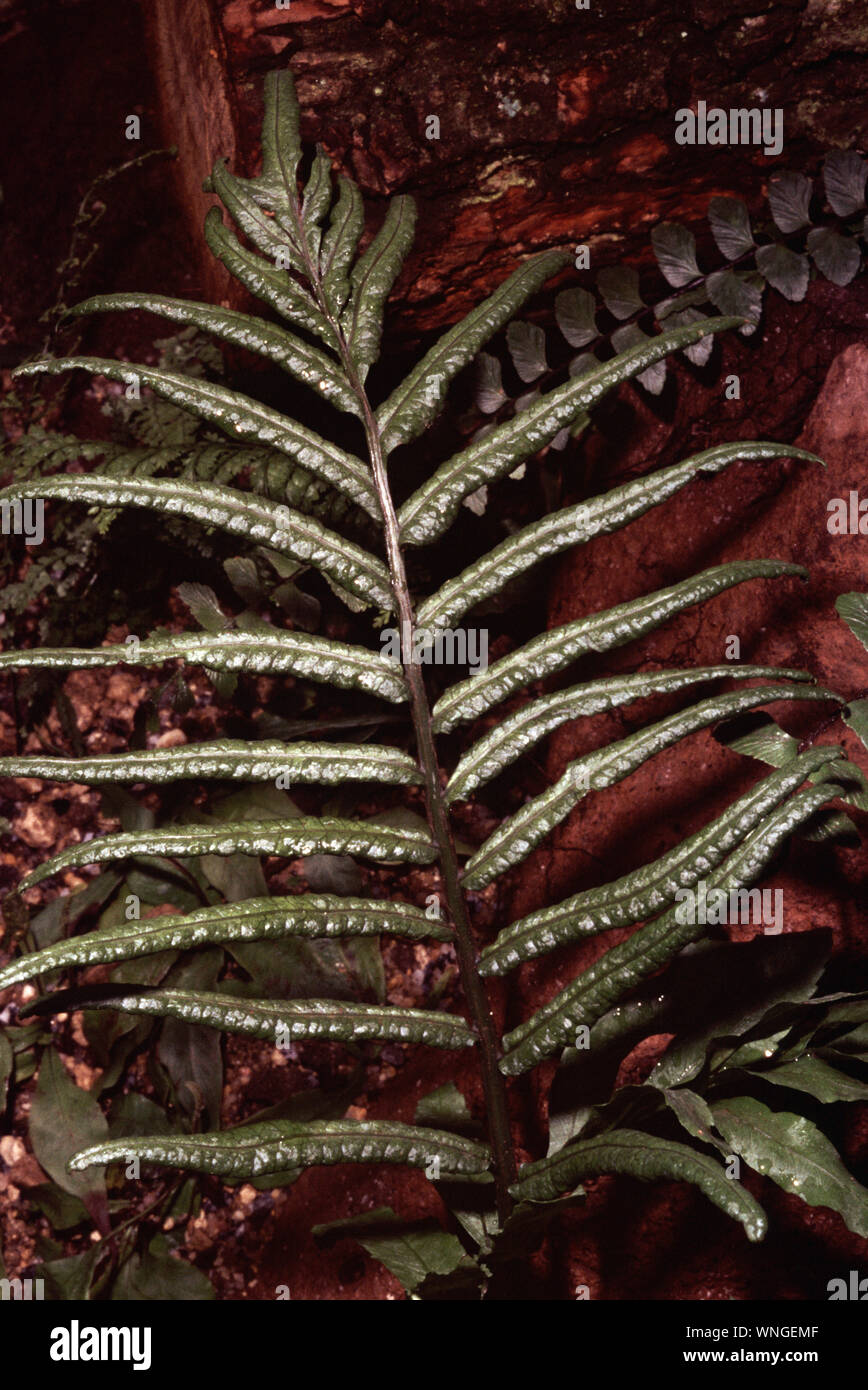 regenwald farne Asplenium nidus, tropischer Farn fr Regenwald-Terrarein  Tims-Terraristik