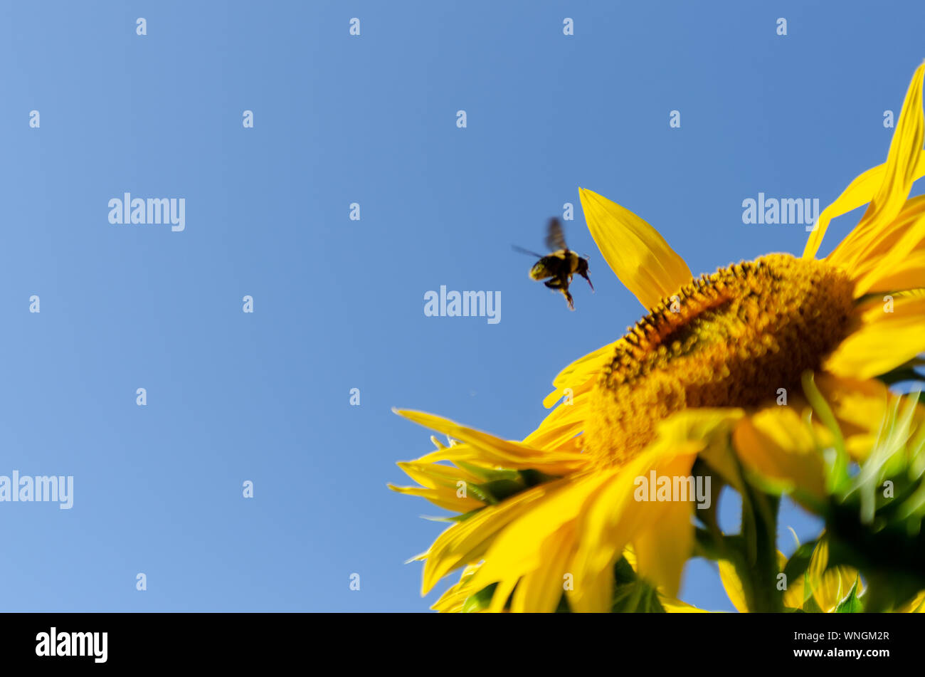 Sonnenblumen (Helianthus annuus) Blüte mit einem blauen Himmel im Hintergrund, während ein eusocial fliegende Insekten Blütenstaub sammelt. Stockfoto
