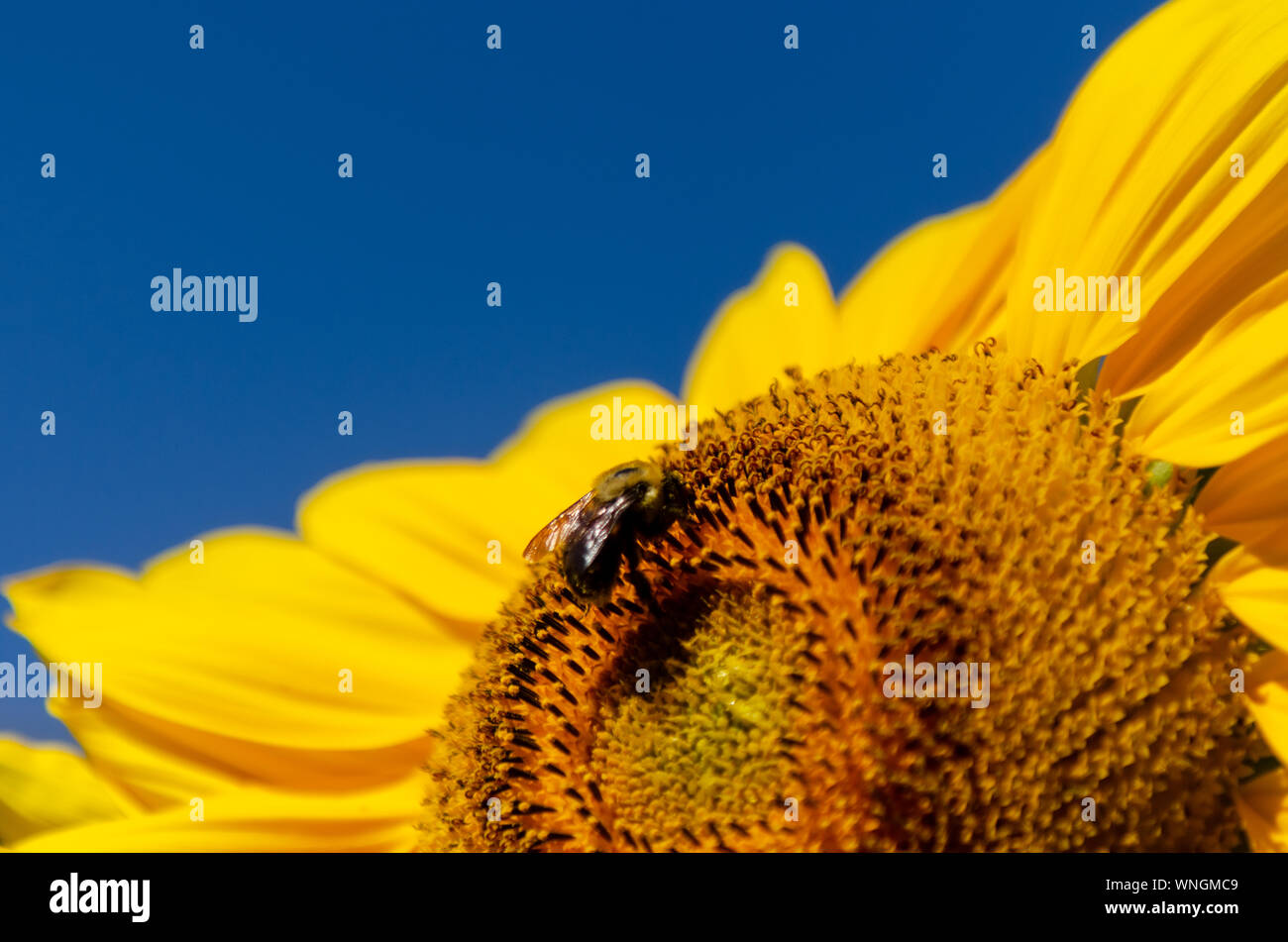 Sonnenblumen (Helianthus annuus) Blüte mit einem blauen Himmel im Hintergrund, während ein eusocial fliegende Insekten Blütenstaub sammelt. Stockfoto