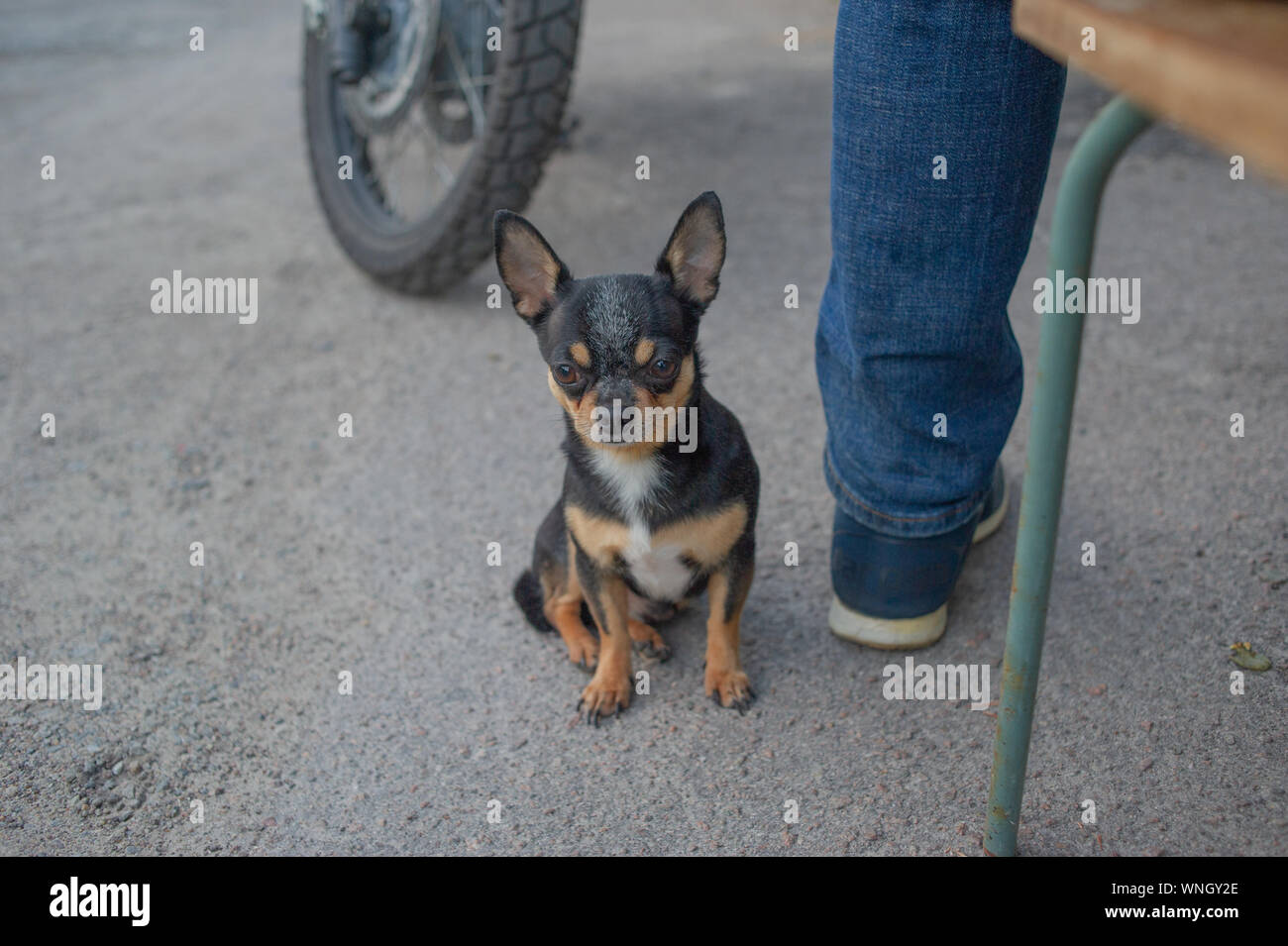 Chihuahua Welpen ohne Leine in der Nähe der Eigentümer in der Garage. Eine Reihe von Fotos mit einem schwarz-weiss-braun Chihuahua pet. Ein Hund bewacht den Eigentümer auf Stockfoto