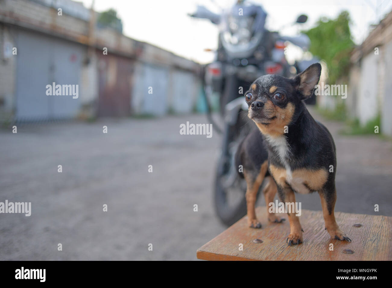 Chihuahua Welpen ohne Leine in der Nähe der Eigentümer in der Garage. Eine Reihe von Fotos mit einem schwarz-weiss-braun Chihuahua pet. Ein Hund bewacht den Eigentümer auf Stockfoto