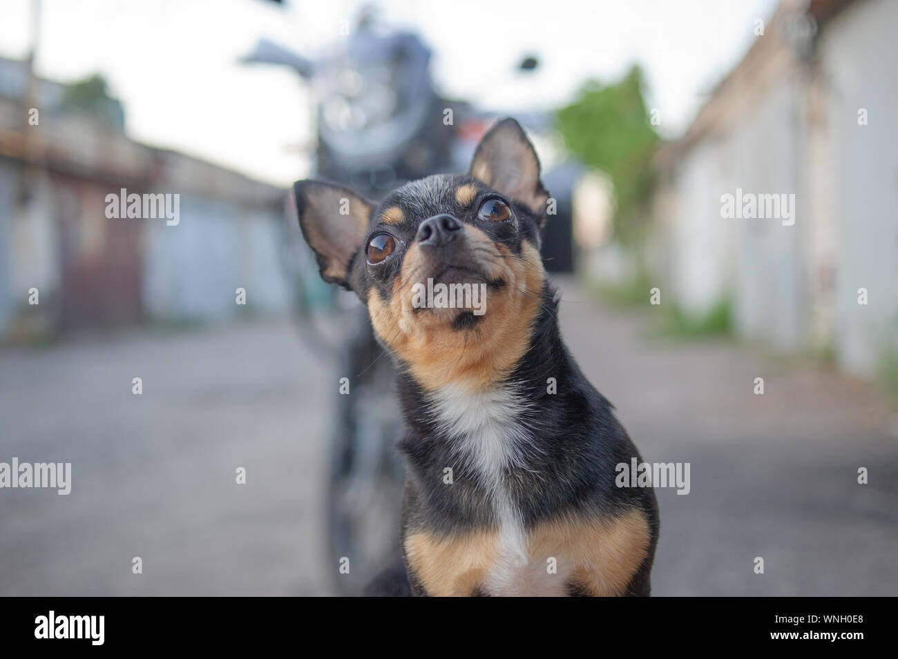 Chihuahua Welpen ohne Leine in der Nähe der Eigentümer in der Garage. Eine Reihe von Fotos mit einem schwarz-weiss-braun Chihuahua pet. Ein Hund bewacht den Eigentümer auf Stockfoto