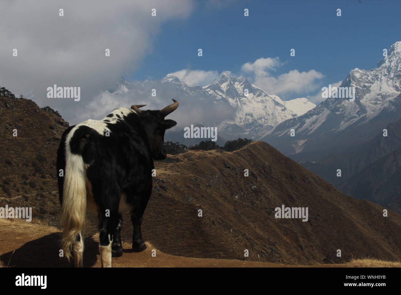 Kuh mit Blick auf die Ama Dablam Stockfoto