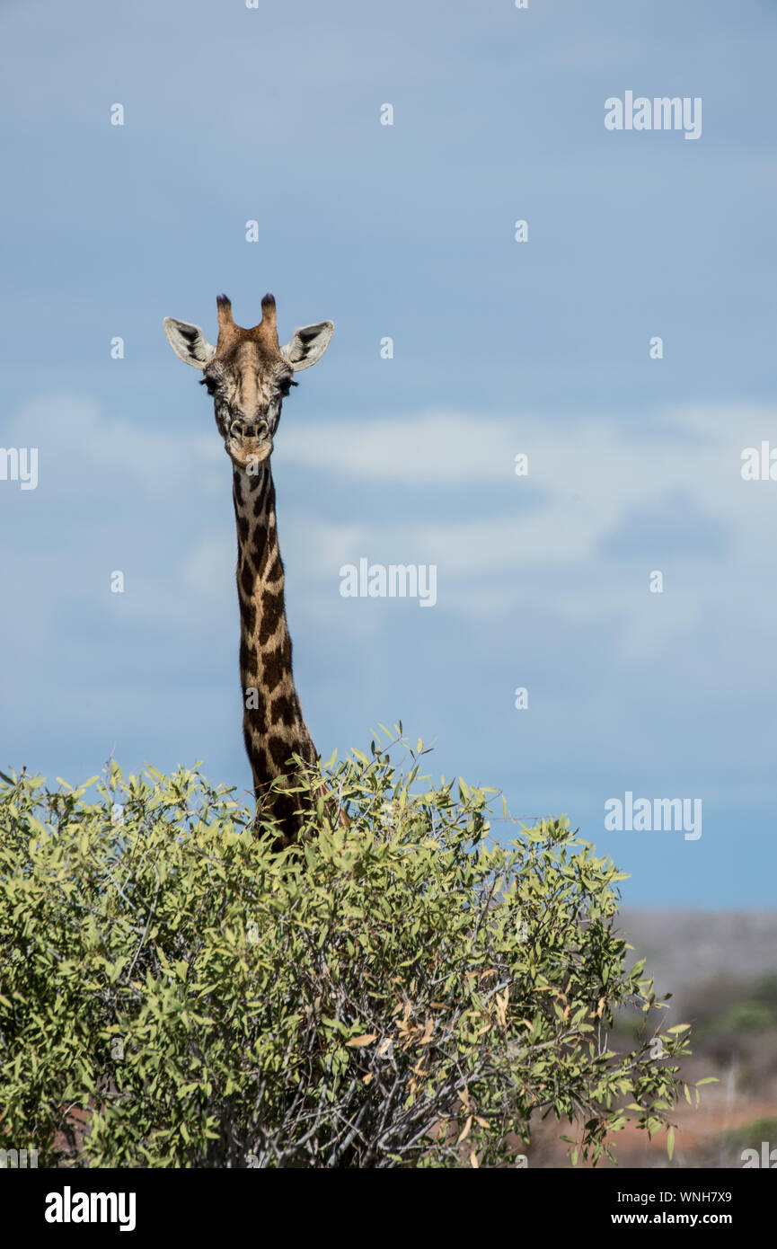 , Giraffa Giraffa Camelopardalis reticulata, Giraffidae, Nairobi National Park, Kenia, Afrika Stockfoto