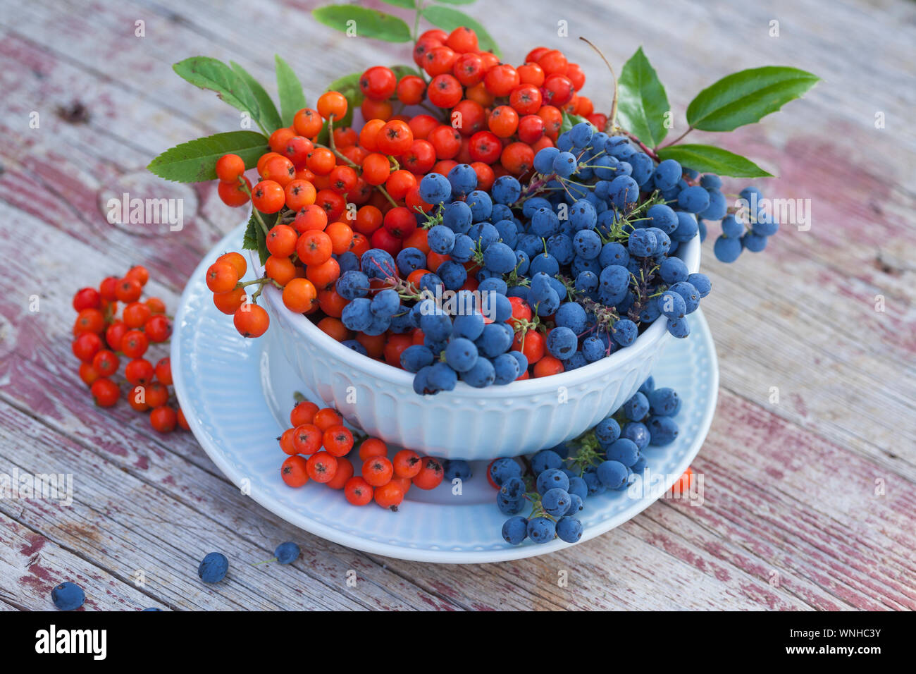 Vogelbeeren und Mahonie-Frchte, Mahonien-Frchte, Frchte, Beeren,  Sptsommer, Vogelbeere, Eberesche, Vogel-Beere,, Sorbus aucuparia  Vogelbeerbaum, P Stockfotografie - Alamy