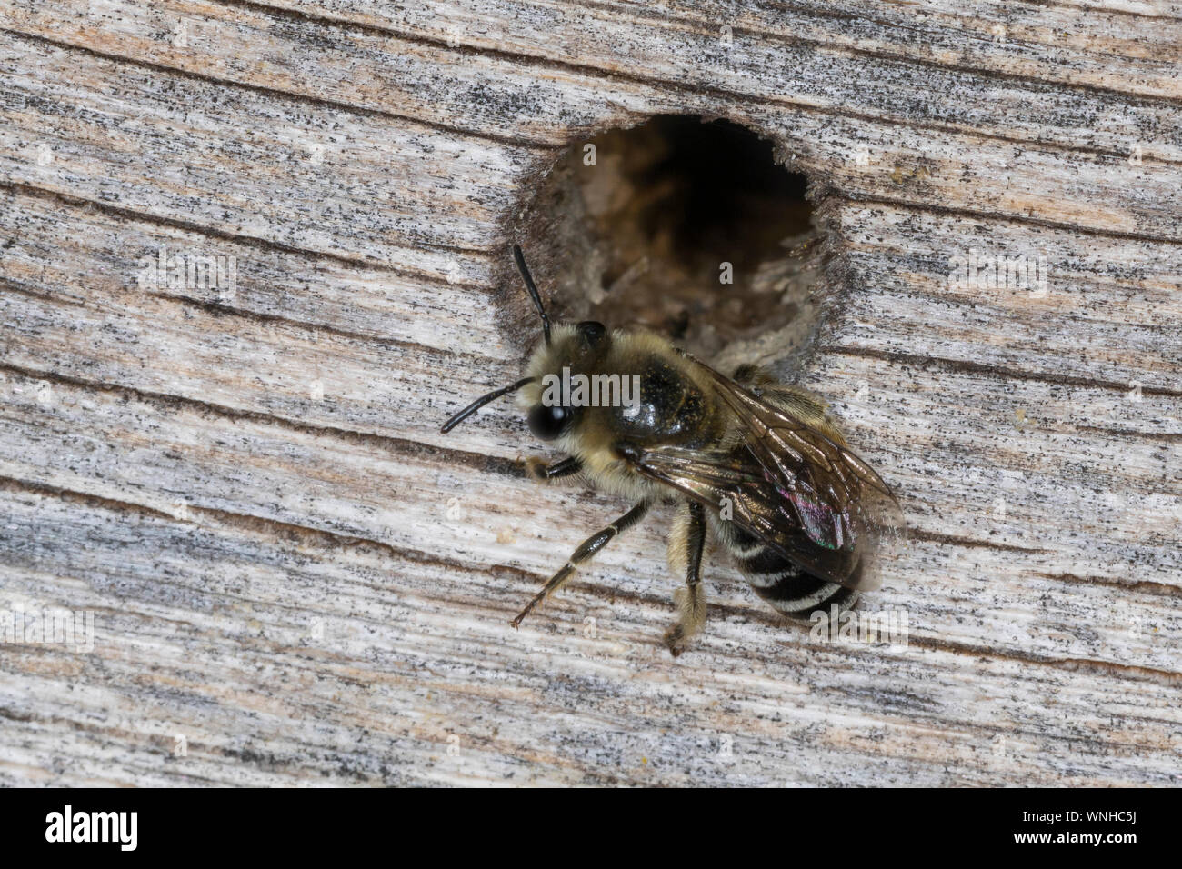 Seidenbiene, Gemeine Seidenbiene, Buckel-Seidenbiene, Buckelseidenbiene, Weibchen, am Loch in einer Insekten-Nisthilfe, Colletes daviesanus, Davies' C Stockfoto