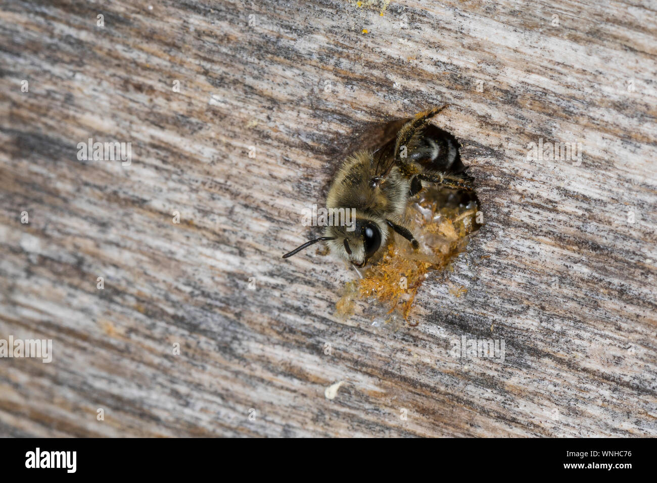 Seidenbiene, Gemeine Seidenbiene, Buckel-Seidenbiene, Buckelseidenbiene, Weibchen, am Loch in einer Insekten-Nisthilfe, Colletes daviesanus, Davies' C Stockfoto