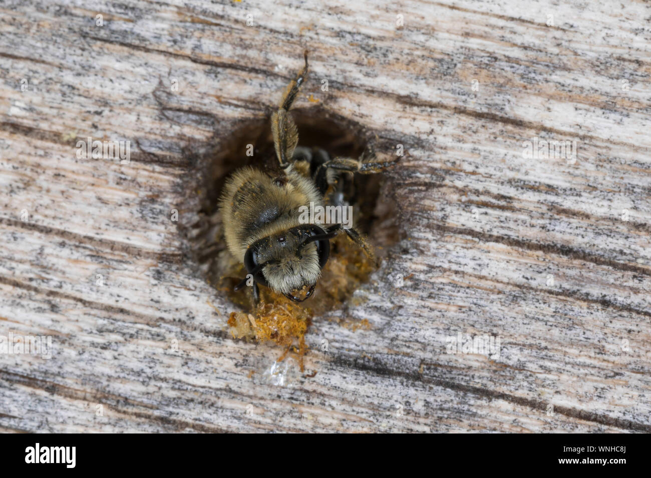 Seidenbiene, Gemeine Seidenbiene, Buckel-Seidenbiene, Buckelseidenbiene, Weibchen, am Loch in einer Insekten-Nisthilfe, Colletes daviesanus, Davies' C Stockfoto