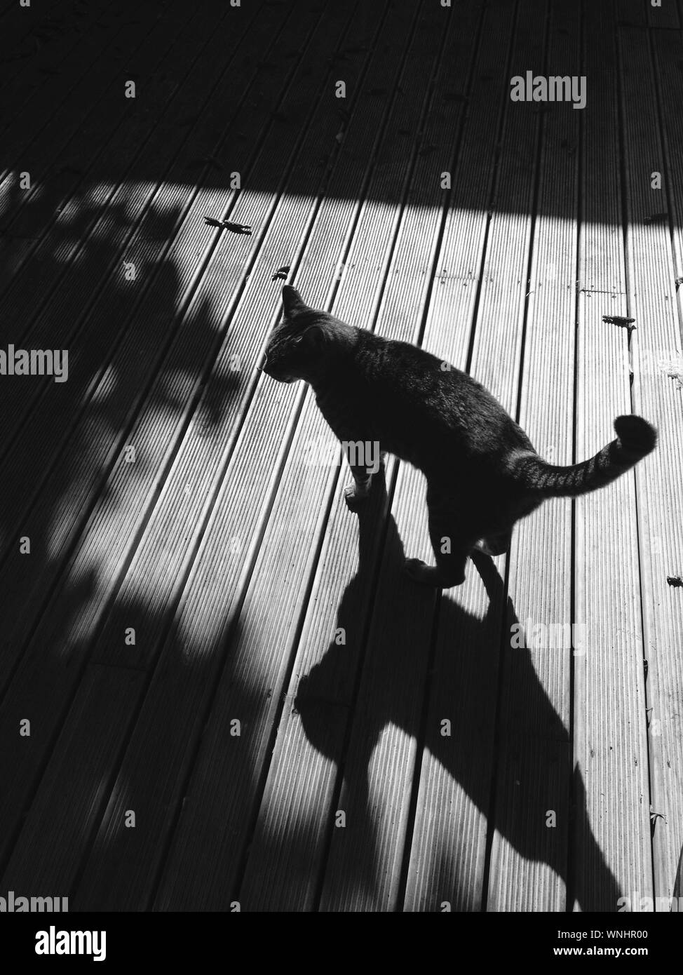 Hohe Betrachtungswinkel und einer Katze auf Holzboden Stockfotografie