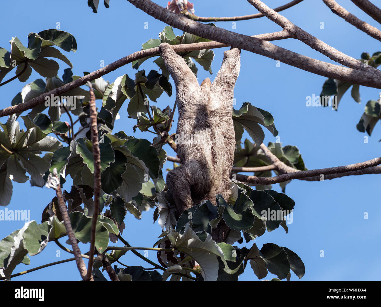Nahaufnahme des Drei-Faultier abgeschleppt Aufhängen Seite nach unten Einziehen von cecropia Baum in Panama. Der wissenschaftliche Name dieses Säugetier ist Bradypus varigatus. Stockfoto