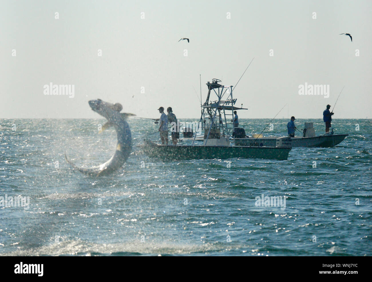 Einen Fixbereich Tarpon Sprünge in der Luft in der Nähe von Sport Angeln Boote direkt vor der Küste von Egmont Schlüssel am Eingang von Tampa Bay in der Nähe von St. Petersburg, Florida Stockfoto