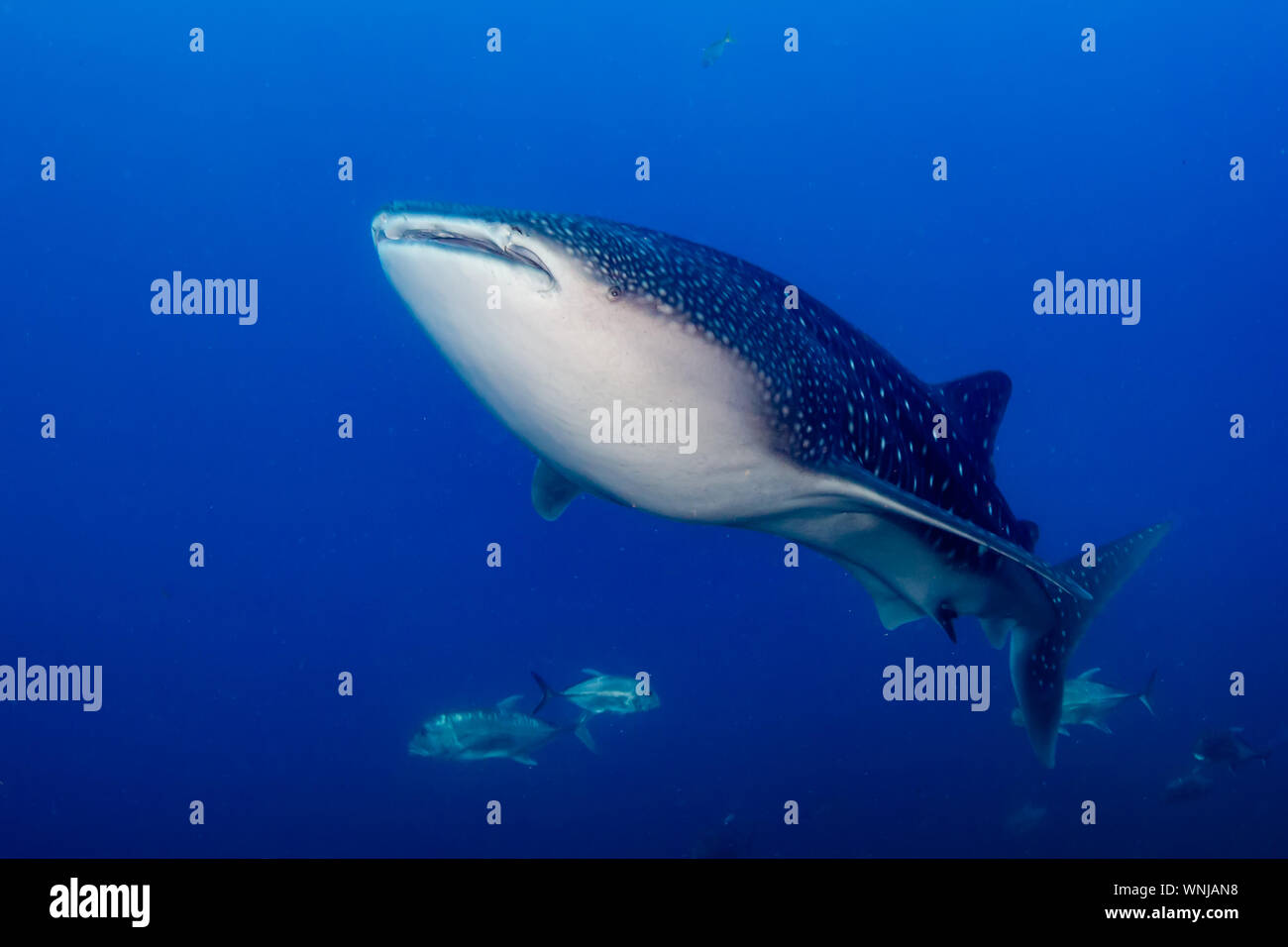 Eine große weibliche Walhai schwimmen in einem tropischen Meer Stockfoto