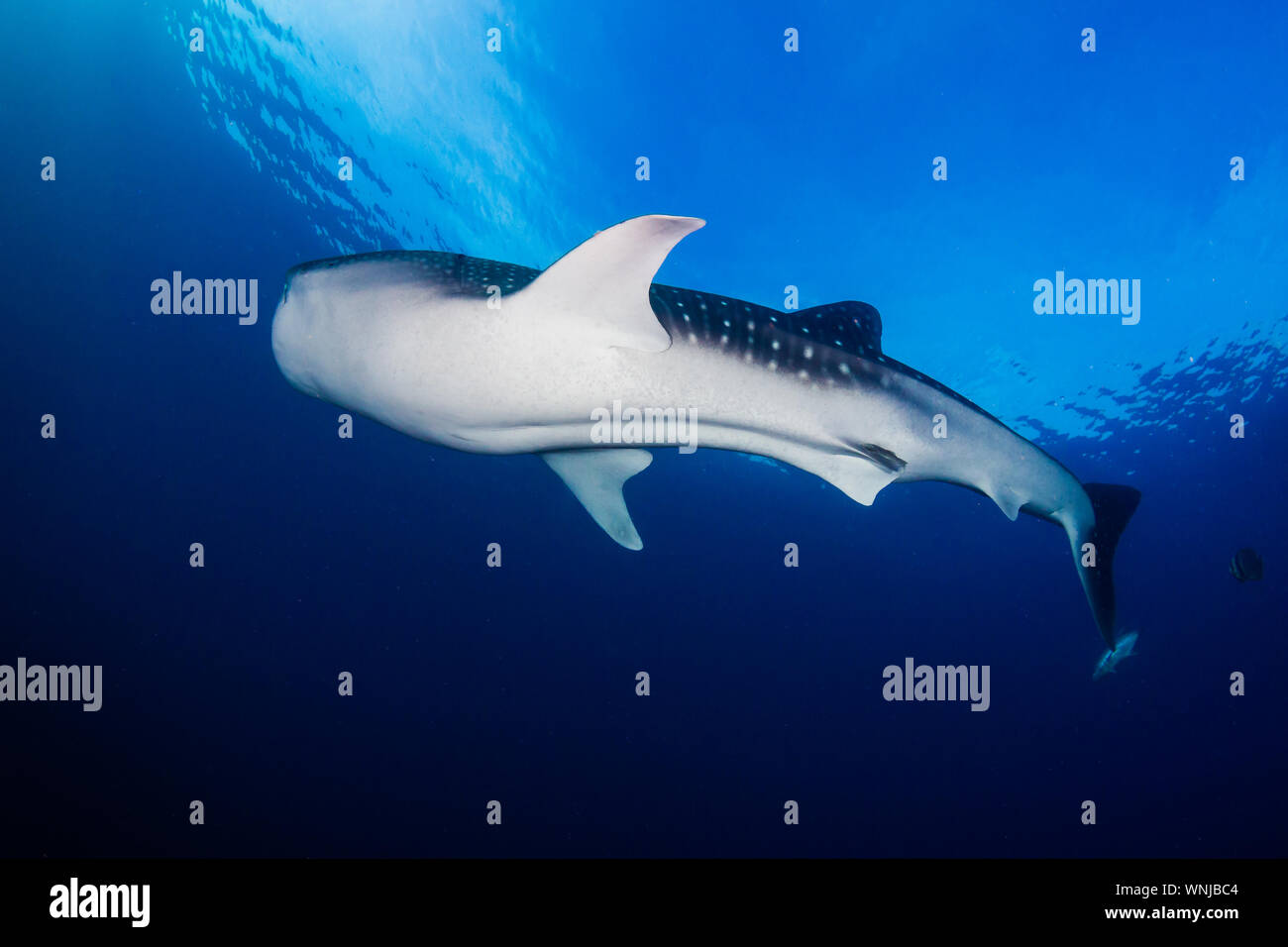 Eine große weibliche Walhai schwimmen in einem tropischen Meer Stockfoto