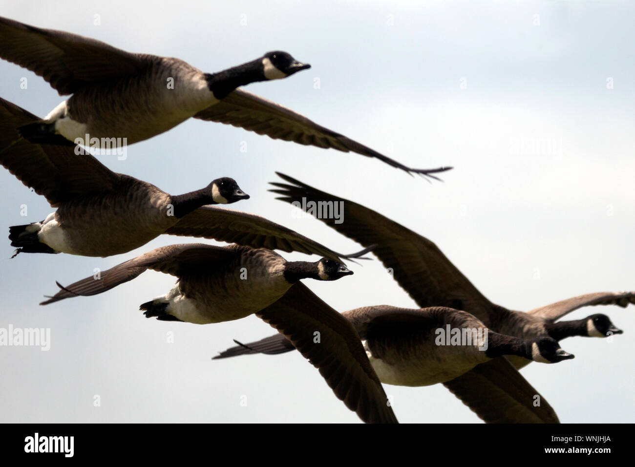 Vogel, Vögel, Fliegen, Kanada, Gänse, Isle of Wight, England, Vereinigtes Königreich, Stockfoto