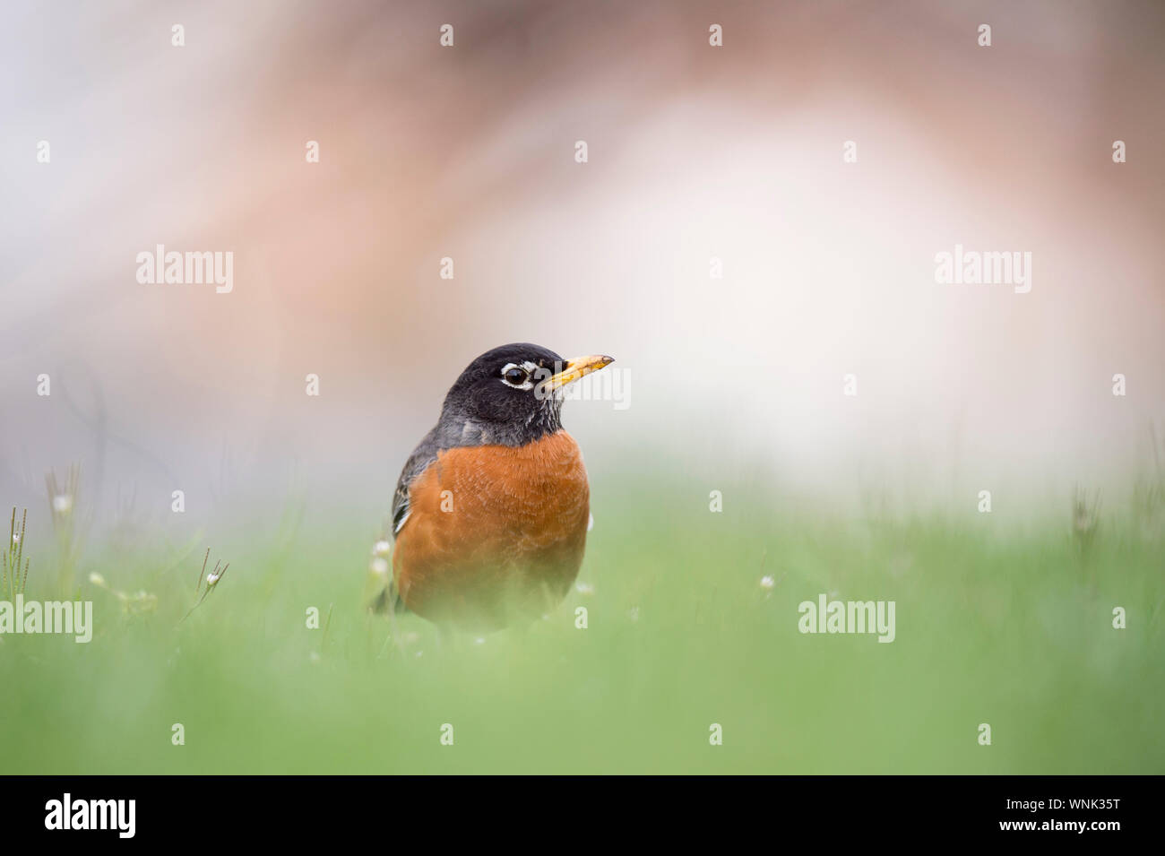 Eine amerikanische Robin steht in hellem Grün Gras mit einem leichten weissen Hintergrund. Stockfoto