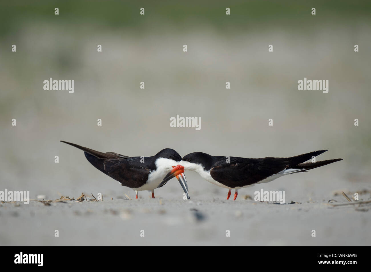 Ein schwarzes Abstreicheisen Paar tun Umwerbung Verhaltensweisen auf einem Sandstrand. Stockfoto