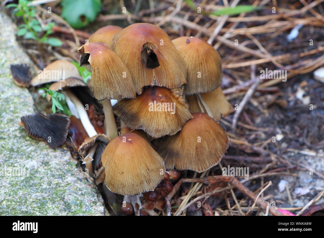 Gerillte Motorhaube Pilze auf Humus im Wald im Herbst Stockfoto