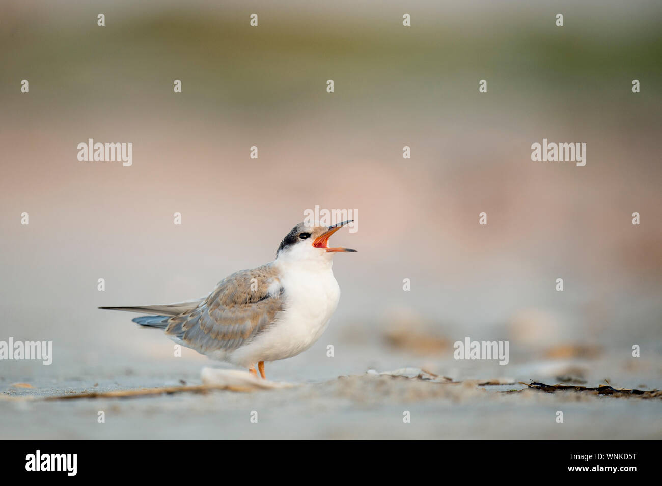 Ein Jugendlicher, der Flussseeschwalbe ruft laut, während am Sandstrand in sanften bedeckt Licht stehen. Stockfoto