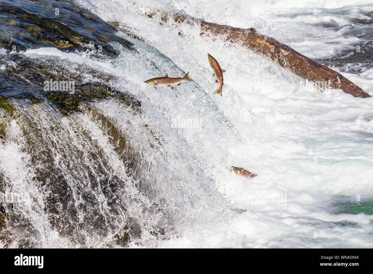 Lachse springen stromaufwärts an den Bächen fällt - Katmai, Alaska Stockfoto